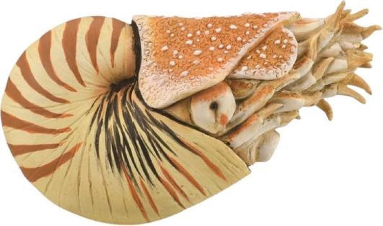 Figurine Collecta - nautilus pompilius - (xl) - préhistoire - peinte à la main - miniature