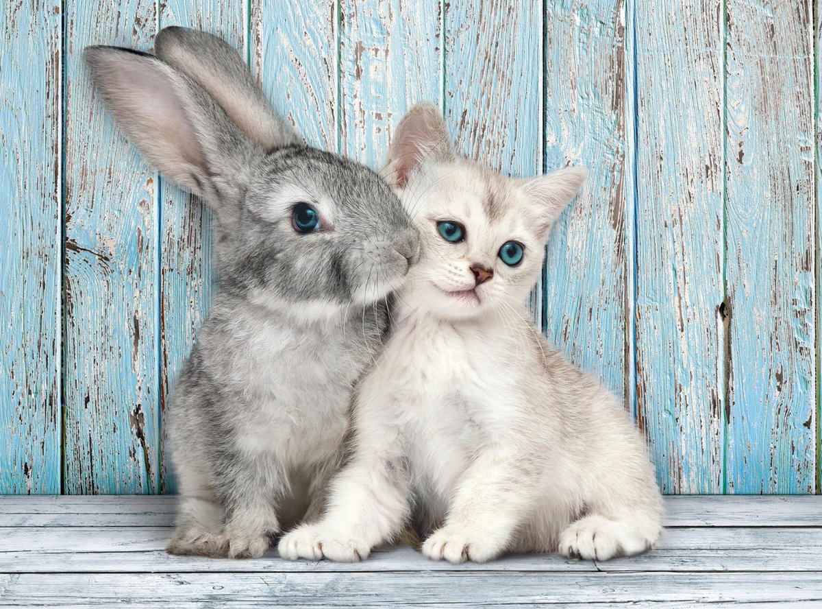 Clementoni - puzzle - 500 pièces - chaton et lapin - série de haute qualité