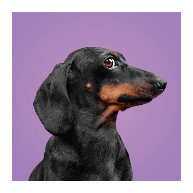 Les deltas correspondent aux chiens ! - jeu de mémo