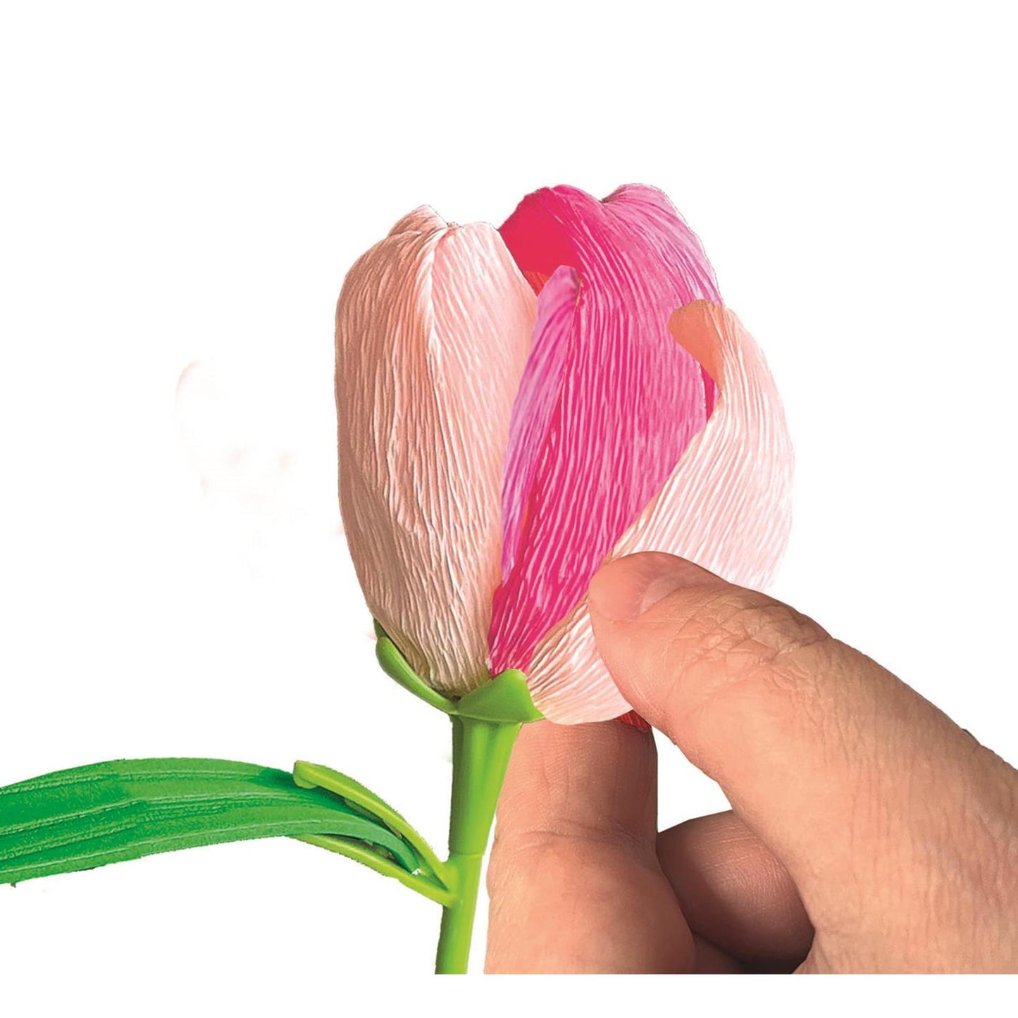 Les fleurs parfumées de Clementoni font du tulipe