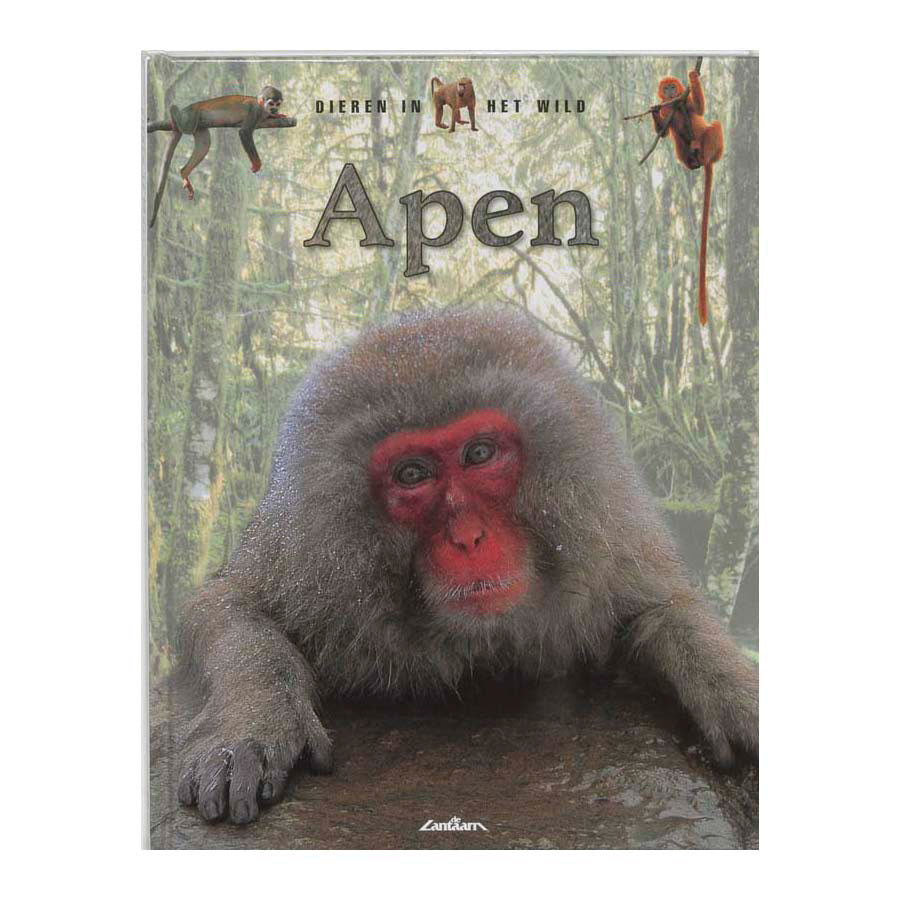 Lanterne éditeurs faune - singes
