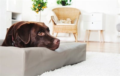 Bia Dog Basket Original Taupe