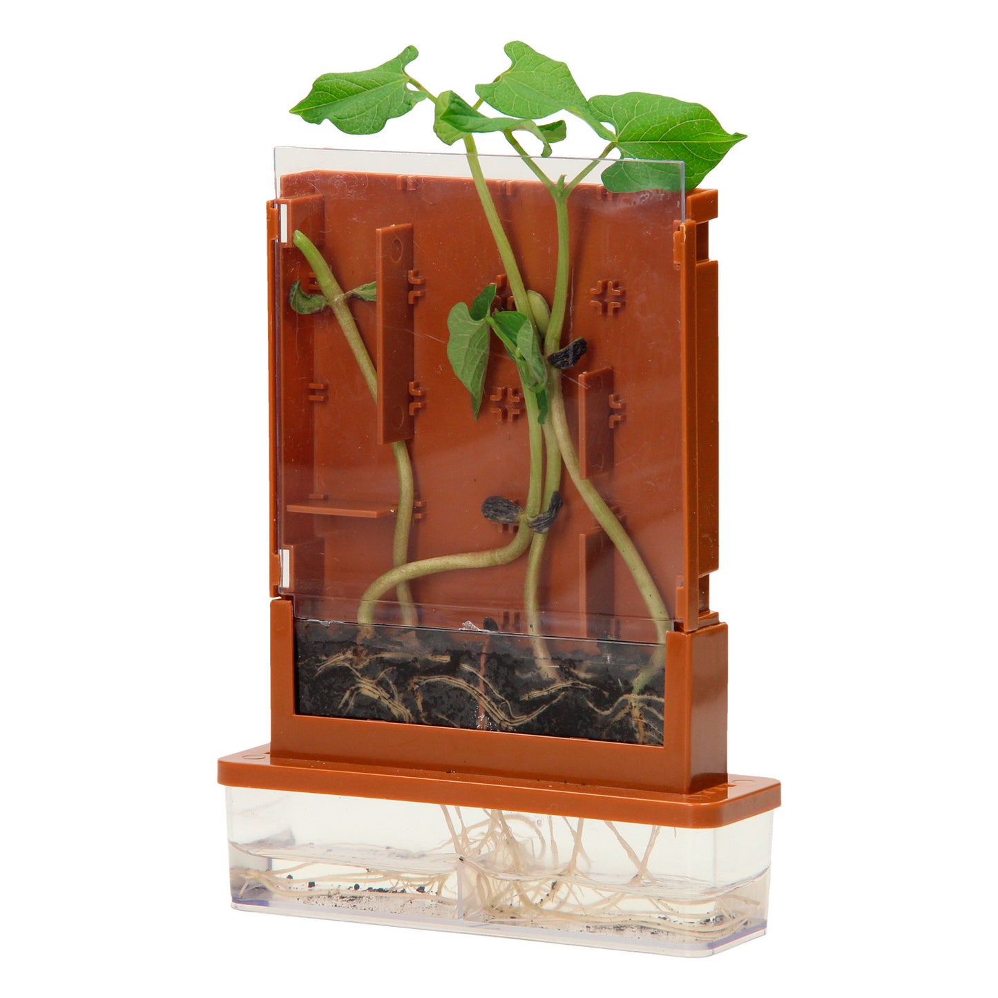 Expériences - Plantes Doolhof, 21dlg.
