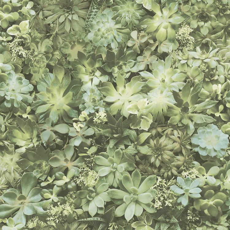 NOORDWAND NOORDWAND Fond d'écran Succulent Groen et Beige à feuilles persistantes
