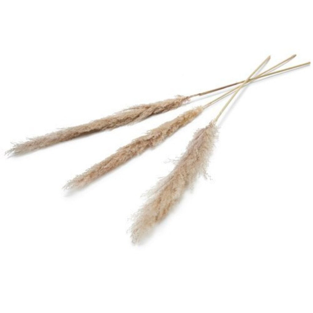 Pampas Flower sèche 150 cm Ensemble de 3 naturels