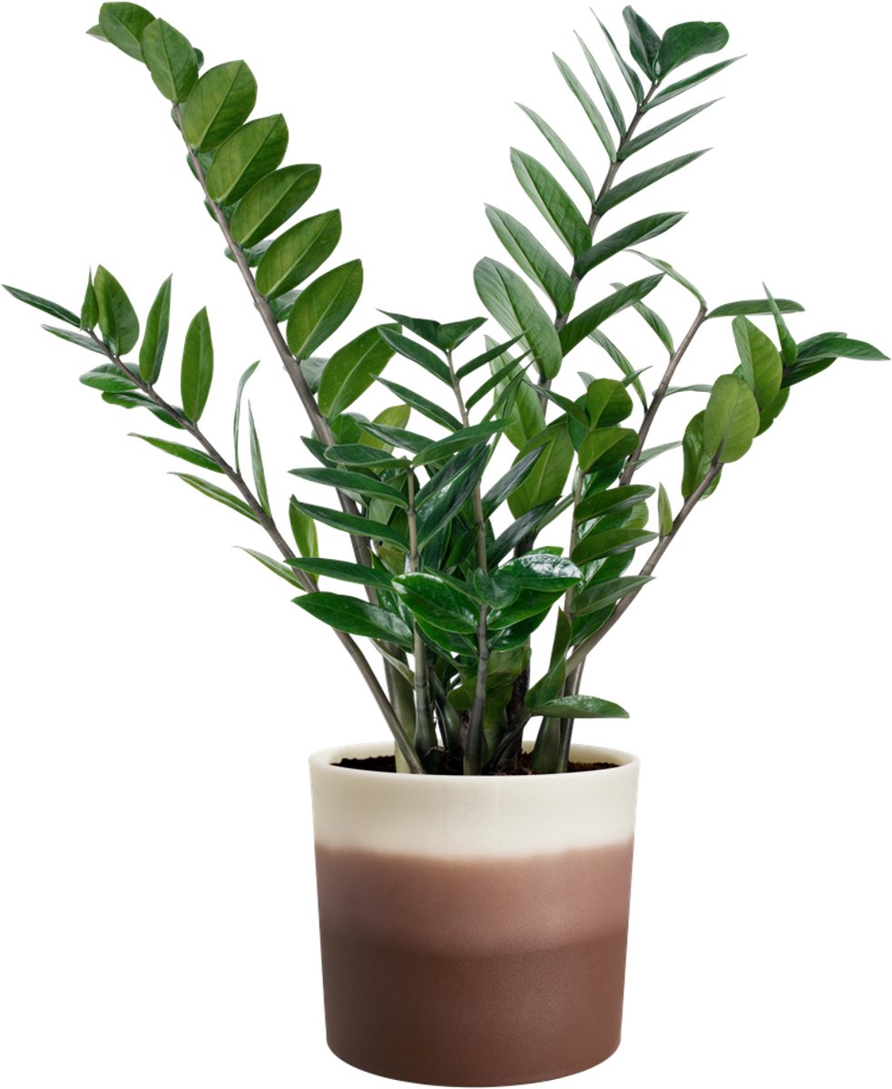 Elho dégradé de couleurs rond 18cm - pot de fleur pour l'intérieur - 100% plastique recyclé - ø 18,2 x h 16,8 - marron cèdre