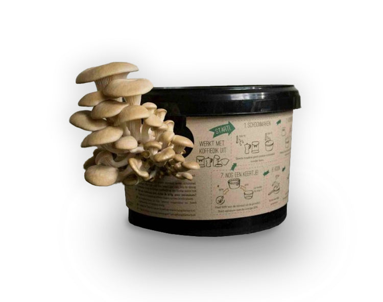 Champignons de champignons à huîtres poussent sur un marc de café