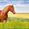 Kangaro kangaro k-0014d117 sous-main pp 38x58cm cheval