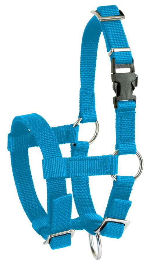 Licol alpaga bleu 2