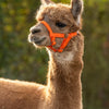 Licol alpaga orange
