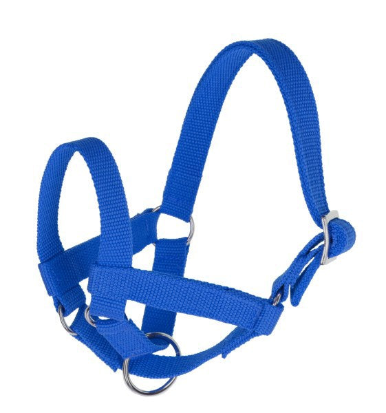 Licol lama bleu gr 60