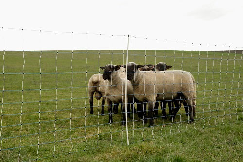Filet à moutons Ako ovinet maxi 122cm x 50m simple broche