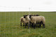 Filet à moutons Ako ovinet maxi 122cm x 50m simple broche