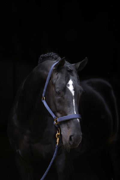 Licol Topline bleu 1 poney