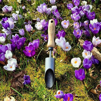 Le cache-pot à bulbes blanc crocus manche frêne 140mm dewhite