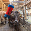 Brosse à bétail Happycow freemaxi
