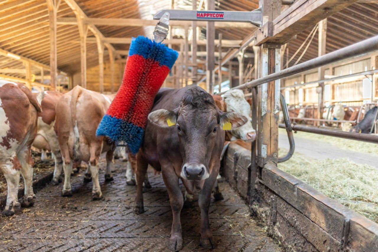 Brosse à bétail Happycow freemaxi