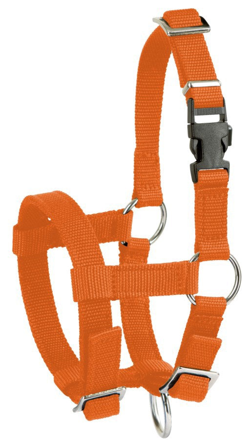 Licol alpaga orange