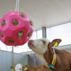 Balle jouet d'alimentation rose