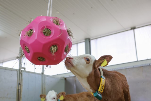 Balle jouet d'alimentation rose