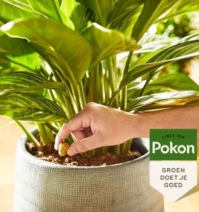 Pokon terrasse plantes de balcon cônes d'alimentation 10 pcs