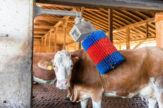 Brosse à vache Happycow midiswing