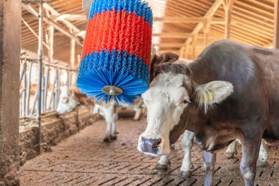 Brosse à vache Happycow midiswing