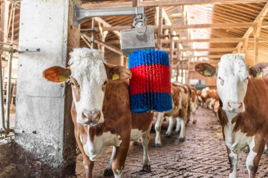 Brosse à vache Happycow midiswing