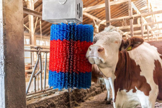Brosse à vache Happycow midiswing