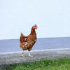 Anneaux de poulet 16mm rouge 20 pièces