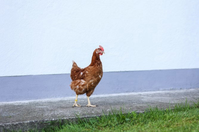 Anneaux de poulet 16mm jaunes 20 pièces