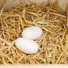 Nids d'œufs Kerbl en argile de poules