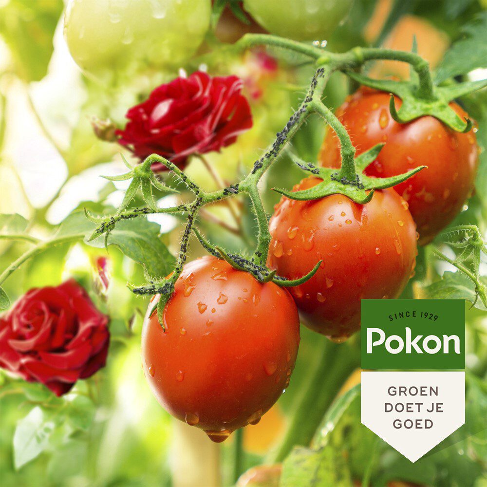 Pokon bio spray anti-insectes 800ml polysect gyo spray