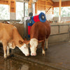 Duo de brosses à vaches Happycow