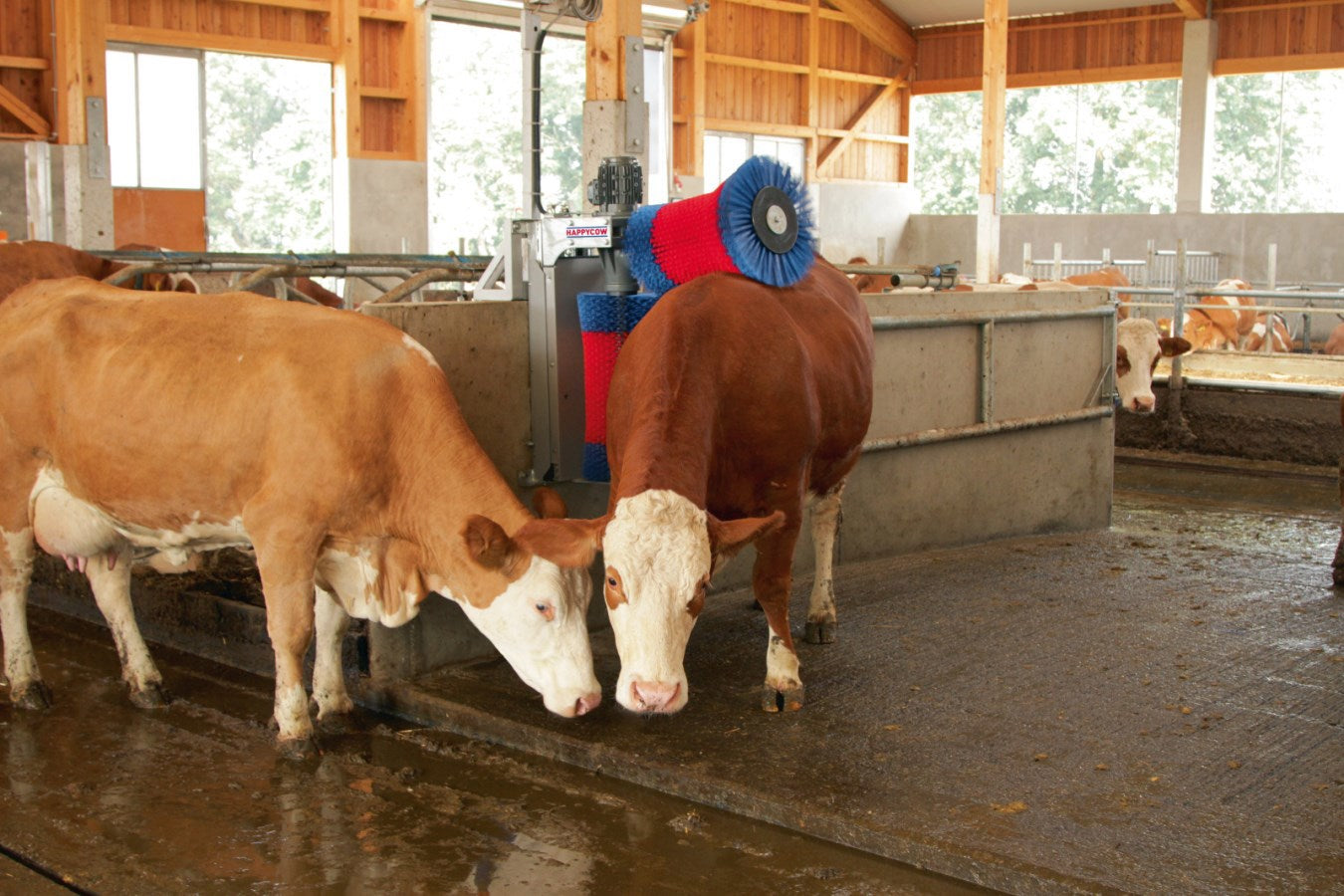 Duo de brosses à vaches Happycow
