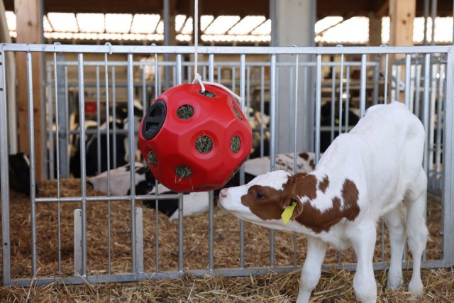 Boule d'alimentation rouge
