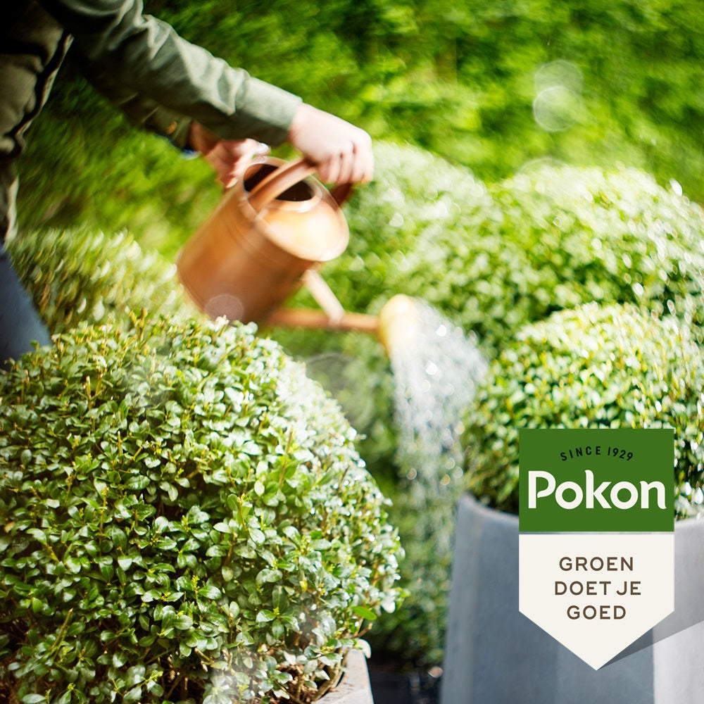 Pokon bio buis ilex nourriture 500 ml