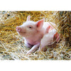 Ravensburger - Farm Animals Puzzle 2x12 Pièces
