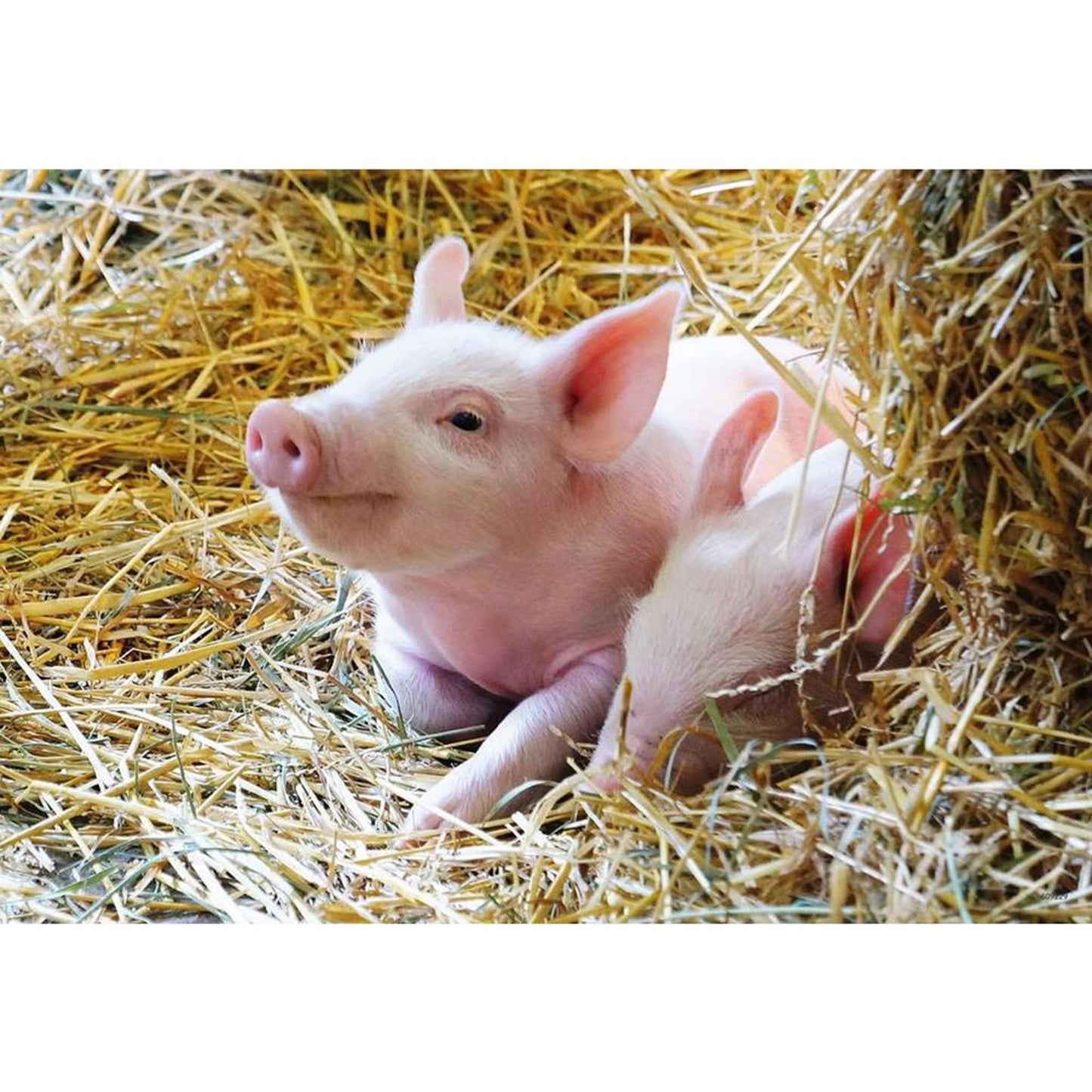 Ravensburger - Farm Animals Puzzle 2x12 Pièces