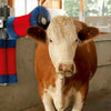Duo de brosses à vaches Happycow