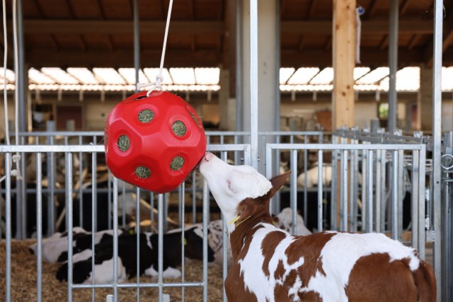 Boule d'alimentation rouge