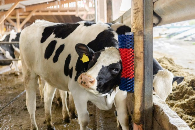 Brosse à vaches semi-circulaire brosse à bovins bleu-rouge xl