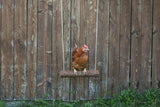 Balançoire poulet Kerbl 39 x %c3%b8 5cm - afbeelding 6