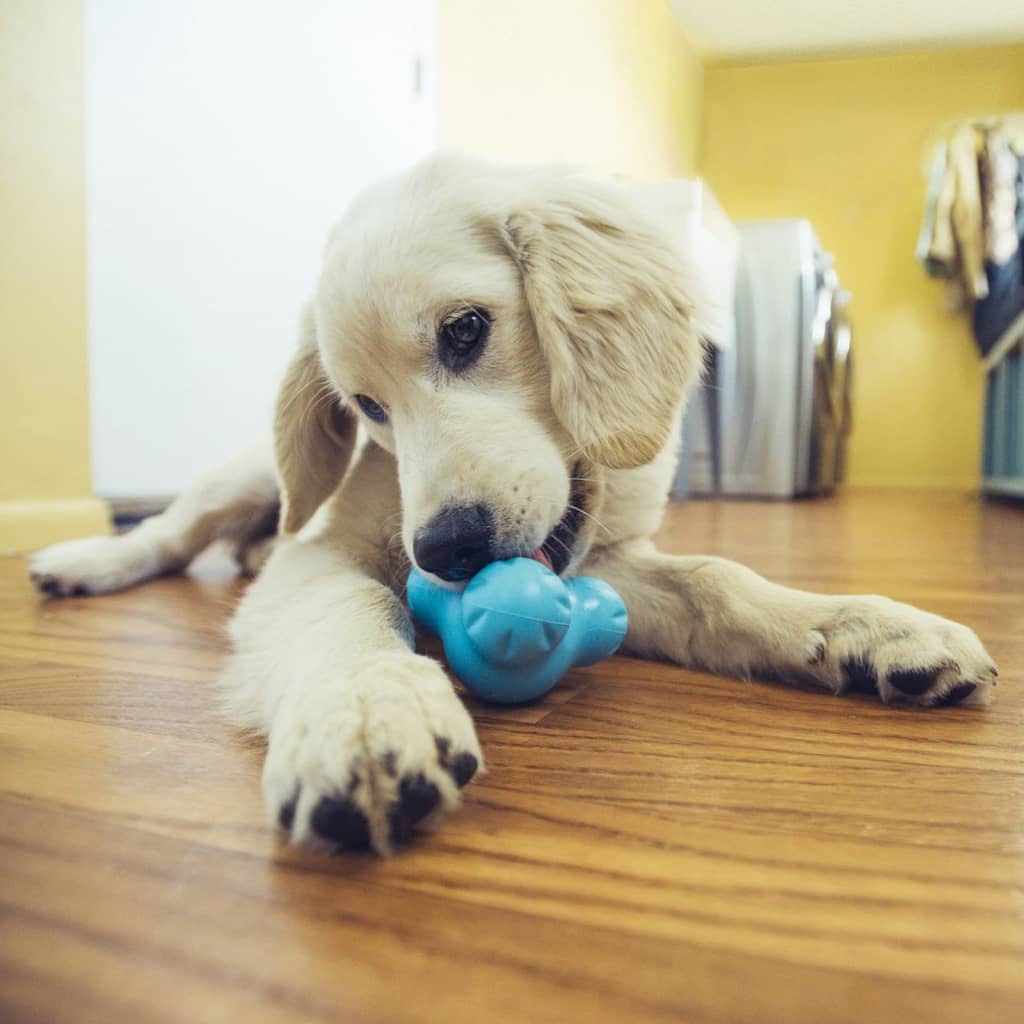 West Paw West Paw Dog Toys avec Zogoflex Tux S Aquaflaw