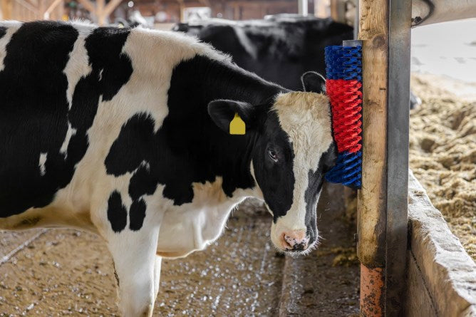 Brosse à vaches semi-circulaire brosse à bovins bleu-rouge xl