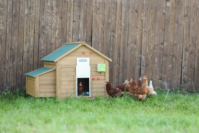 Ensemble porte poulet automatique 30x40cm