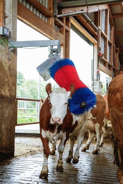 Brosse à vache Happycow maxiswing