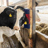 Brosse à vaches semi-circulaire brosse à bovins bleu-rouge xl