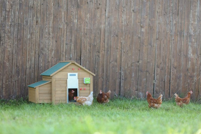 Ensemble porte poulet automatique 30x40cm