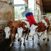 Brosse à vache Happycow maxiswing